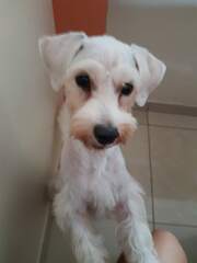 Canis familiaris