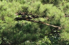 Pinus taiwanensis