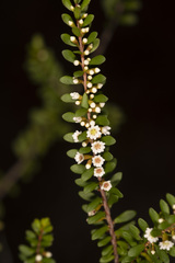 Thryptomene micrantha