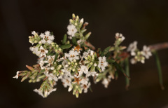 Leucopogon collinus