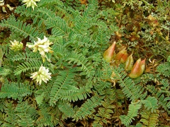 Astragalus nuttallii nuttallii