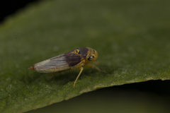 Cicadellidae