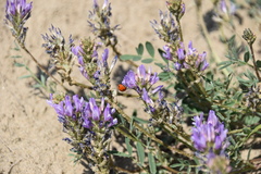 Astragalus laxmannii viciifolius