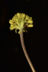 Eriogonum diclinum