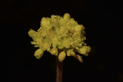 Eriogonum diclinum