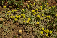 Eriogonum diclinum