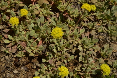 Eriogonum diclinum