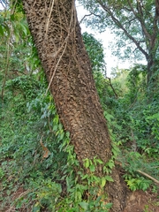 Anadenanthera colubrina