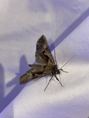 Autographa ampla