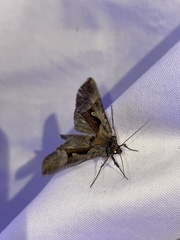 Autographa ampla