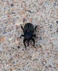 Sphenophorus cicatristriatus