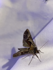 Autographa ampla