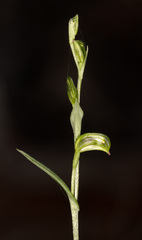 Pterostylis williamsonii