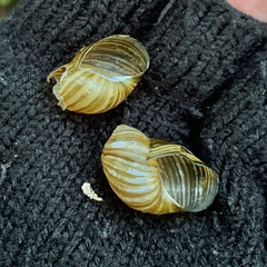 Bothriembryon tasmanicus