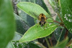 Helophilus neoaffinis