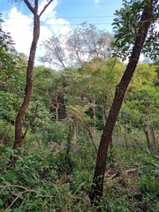 Anadenanthera colubrina