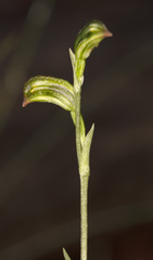 Pterostylis williamsonii