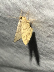 Taeniogramma octolineata