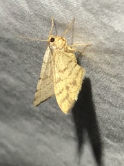 Taeniogramma octolineata