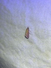 Microtheoris ophionalis