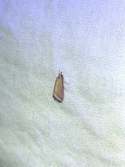 Microtheoris ophionalis