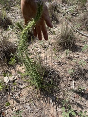 Liatris carrizana