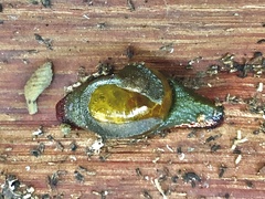 Attenborougharion rubicundus