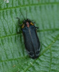 Eupristocerus cogitans