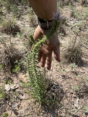 Liatris carrizana