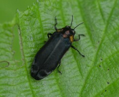 Eupristocerus cogitans