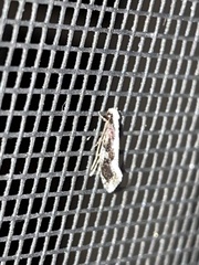 Monopis dorsistrigella