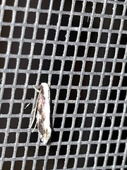 Monopis dorsistrigella