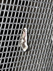 Monopis dorsistrigella