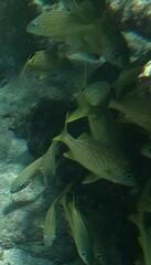 Haemulon flavolineatum