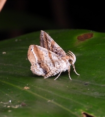 Pangrapta philemonalis