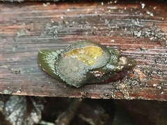 Attenborougharion rubicundus