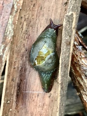 Attenborougharion rubicundus