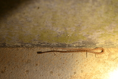 Pareas boulengeri