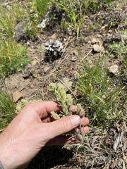 Castilleja oresbia