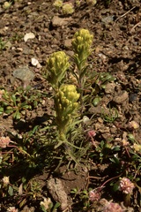 Castilleja arachnoidea