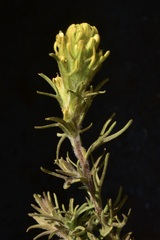 Castilleja arachnoidea