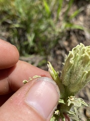 Castilleja oresbia