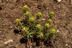 Castilleja arachnoidea