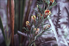 Pultenaea dentata
