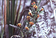 Pultenaea dentata