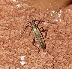 Stenodema trispinosum