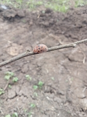 Chelymorpha gressoria