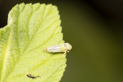 Cicadellidae