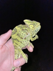 Chamaeleo calyptratus