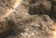 Coryphopterus glaucofraenum